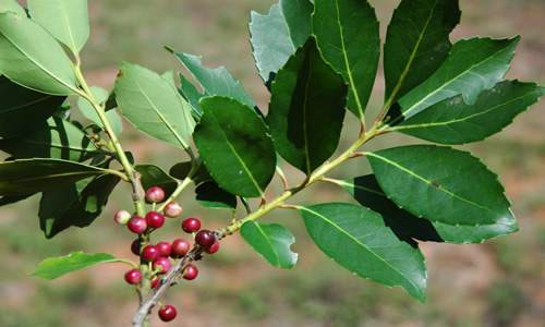 Yerba Mate Live Starter Plant Ilex paraguariensis Herbal Tea Tree Caffeine Superleaf for Garden
