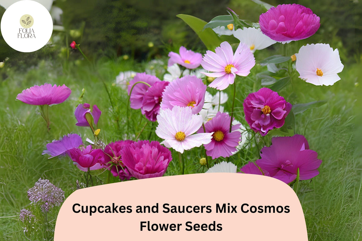 Cupcakes and Saucers Cosmos Seeds | Mixed Colors | Annual Flower Garden Seeds | Cosmos bipinnatus