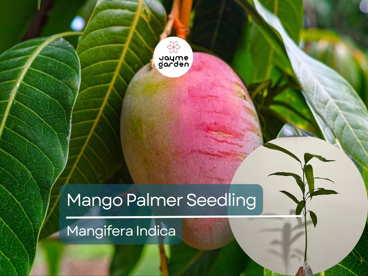 Palmer Mango Seedling - Live Tropical Fruit Tree, 1-2 ft, Mangifera Indica, Sweet, Fiberless, Grown from Seed