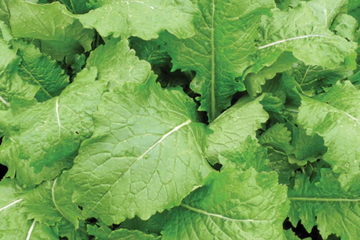 Turnip Seven Top Seeds | Brassica rapa Leafy Greens Heirloom Non-GMO Fast Growing for Salads & Cooking