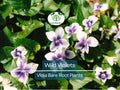 Wild Violet Plants – Live Bare Root Viola sororia Mix (Purple & White) – Hardy Shade-Loving Groundcover Perennials