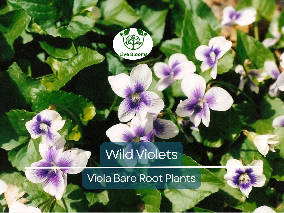 Wild Violet Plants – Live Bare Root Viola sororia Mix (Purple & White) – Hardy Shade-Loving Groundcover Perennials