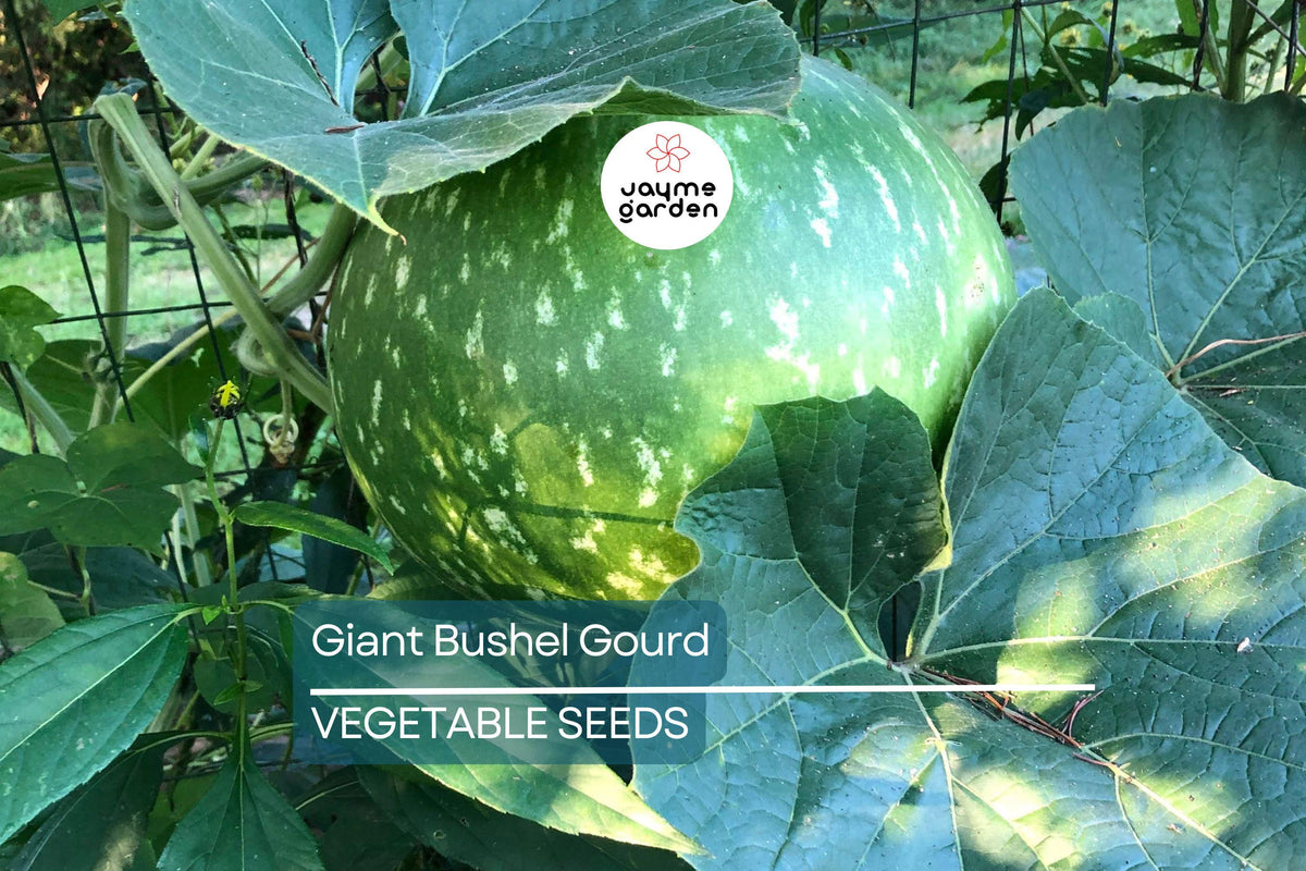 Giant Bushel Gourd Seeds – Non-GMO Heirloom Basket & Craft Gourd – Lagenaria siceraria for Large Decorative & Craft Projects