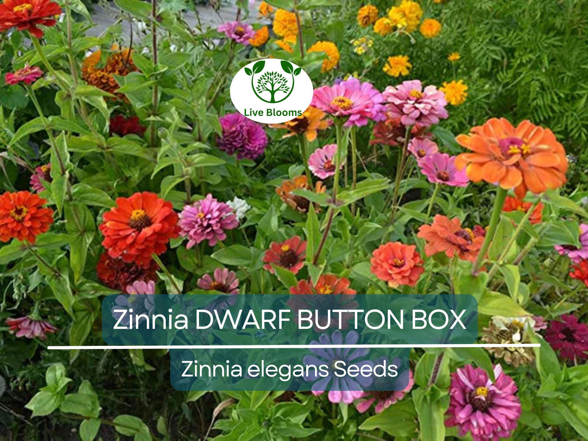 200 Zinnia Dwarf BUTTON BOX Heirloom Seeds - Non-GMO, Color Mix, Zinnia elegans for Containers & Gardens