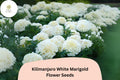 Kilimanjaro White Marigold Seeds | Tagetes erecta | Tall African Marigold with Cream-White Blooms for Garden & Cut Flowers