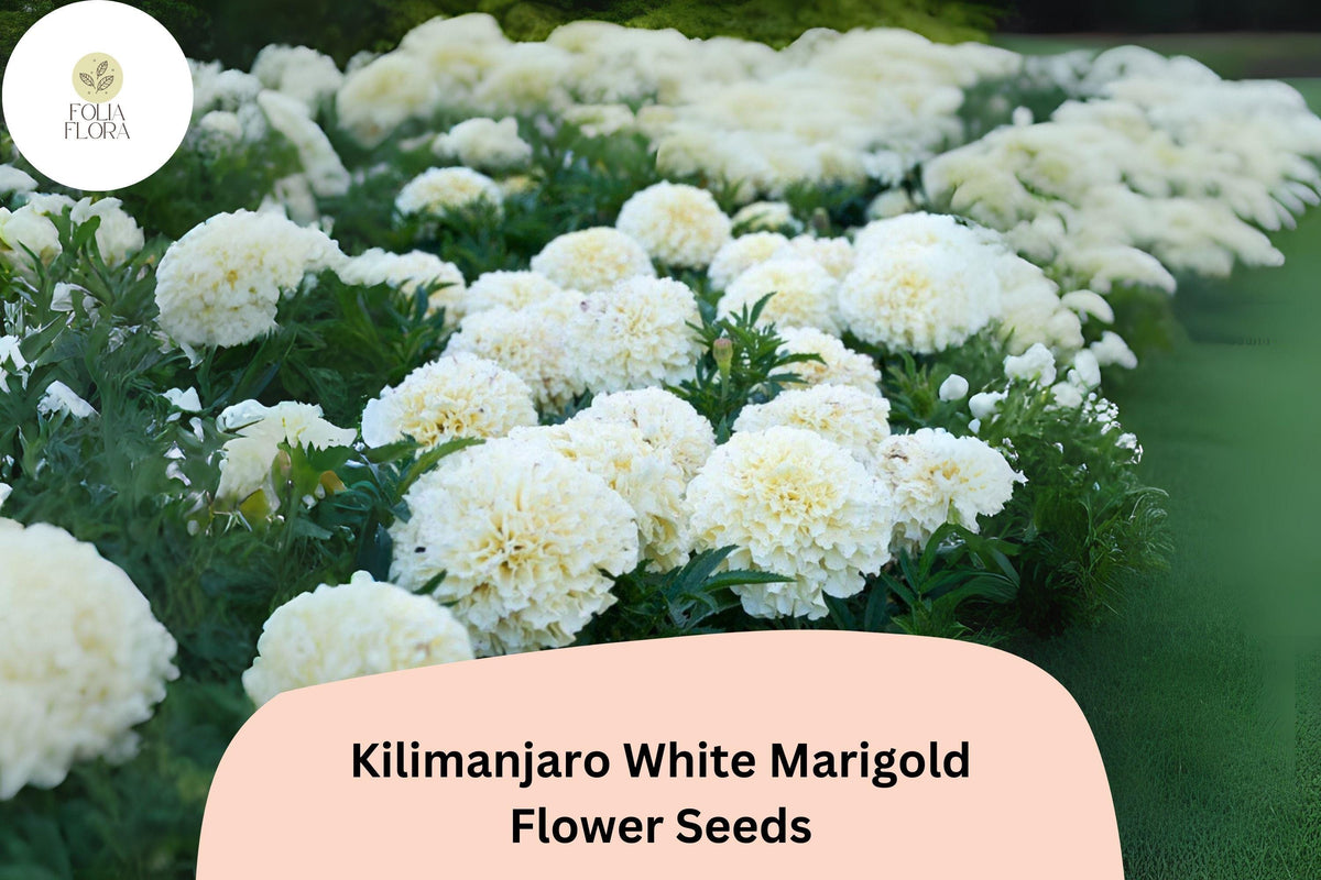Kilimanjaro White Marigold Seeds | Tagetes erecta | Tall African Marigold with Cream-White Blooms for Garden & Cut Flowers