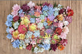 Mixed Succulents 25 Cuttings, Rosette-Forming, Assorted Colors, Unrooted Succulent Plants, Container Garden, Indoor Outdoor Display