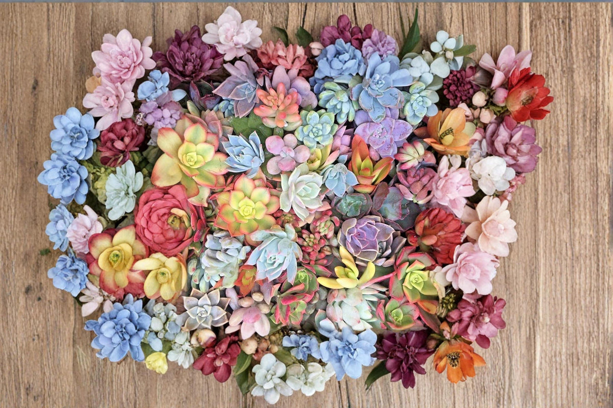 Mixed Succulents 25 Cuttings, Rosette-Forming, Assorted Colors, Unrooted Succulent Plants, Container Garden, Indoor Outdoor Display