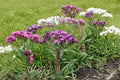 Vernonia Noveboracensis New York Ironweed Seeds – Native Perennial Wildflower for Pollinator Gardens & Restoration