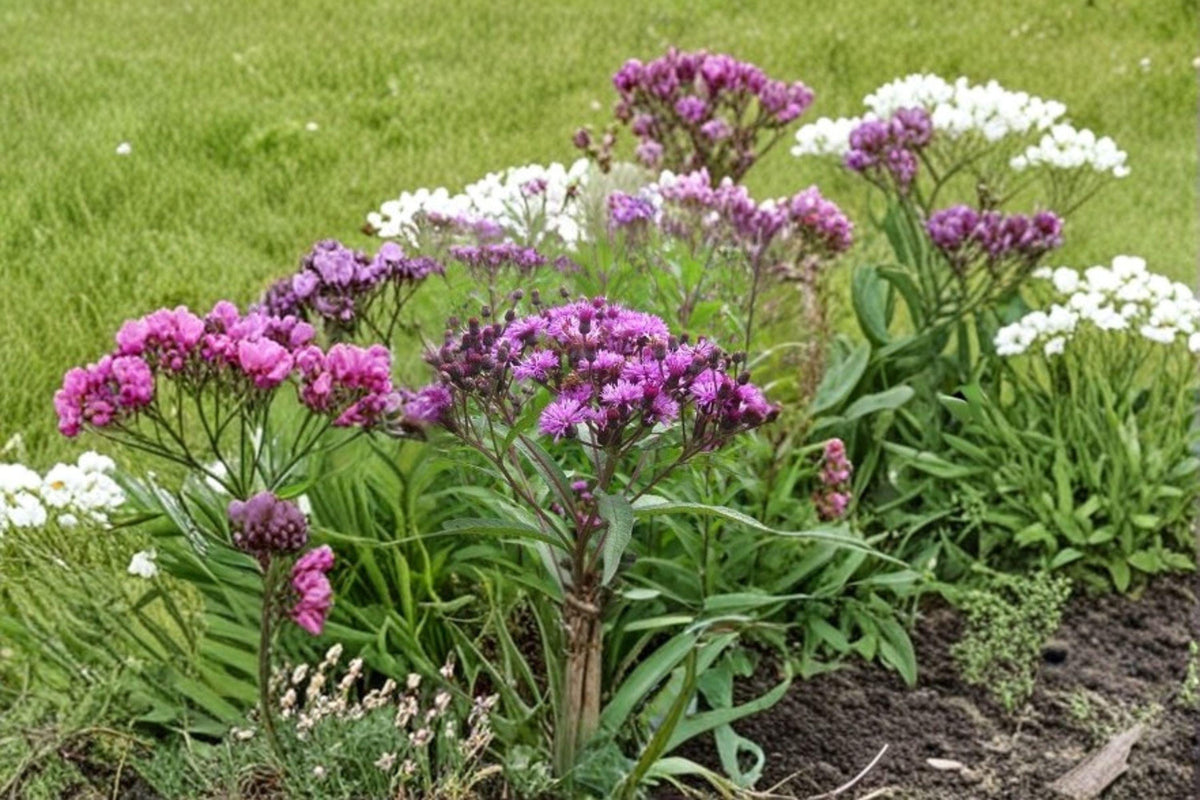 Vernonia Noveboracensis New York Ironweed Seeds – Native Perennial Wildflower for Pollinator Gardens & Restoration