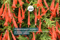 70 Hummingbird Trumpet Creeper Vine Seeds | Campsis radicans | Fast-Growing Climbing Plant with Orange-Red Flowers