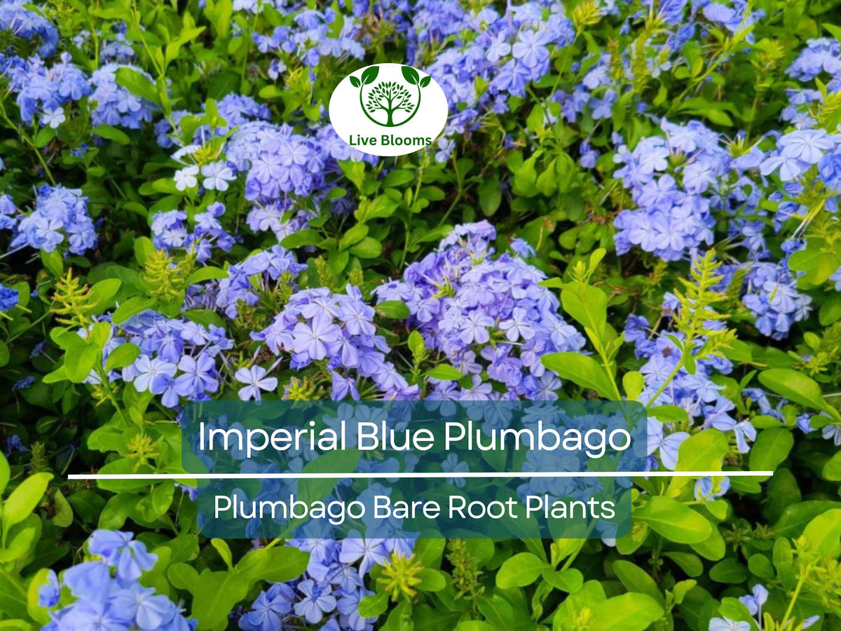 Imperial Blue Plumbago Plants – Live Bare Root Starter Plugs – Fast-Growing Perennial with Blue Flowers – Plumbago auriculata