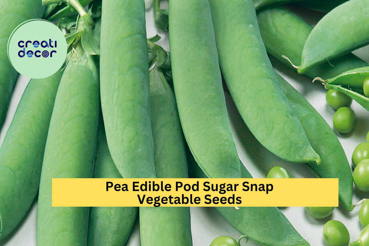 3pcs of 5g Sugar Snap Pea Seeds – Edible Pods for Snacking, Stir-Fry, Pisum sativum var. macrocarpon