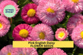 200+ Pink English Daisy Seeds – Rosy Button-Like Blooms for Garden Planting, Charming Perennials for Borders & Containers – USA