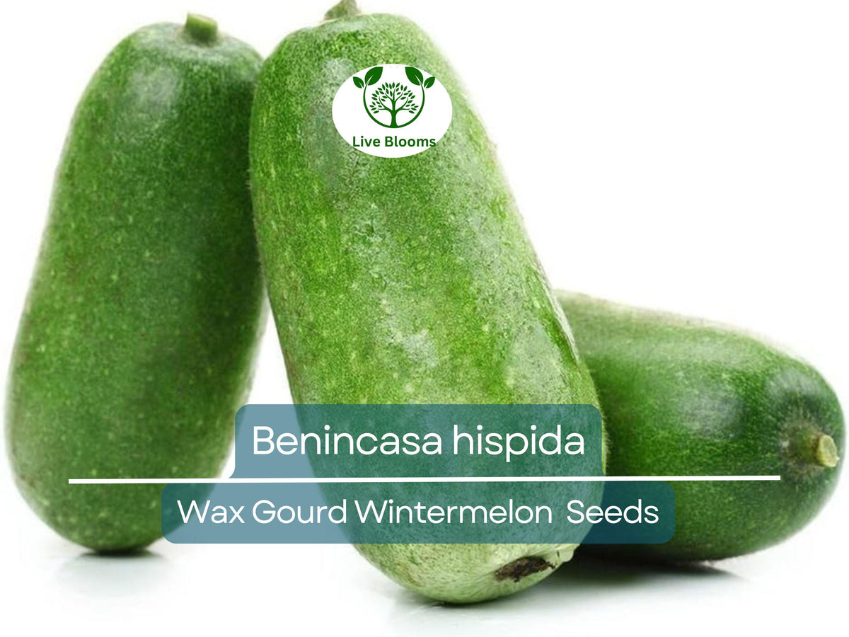 Wax Gourd Wintermelon Seeds – Non-GMO Heirloom Edible Vegetable for Garden Planting, Benincasa hispida