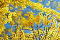 10 Forsythia suspensa Seeds – Weeping Golden Bell Ornamental Shrub for Spring Blooms