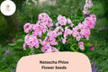 100+ Natascha Phlox Seeds – Pink & White Striped Perennial Flowers, Phlox paniculata for Borders & Cut Flowers