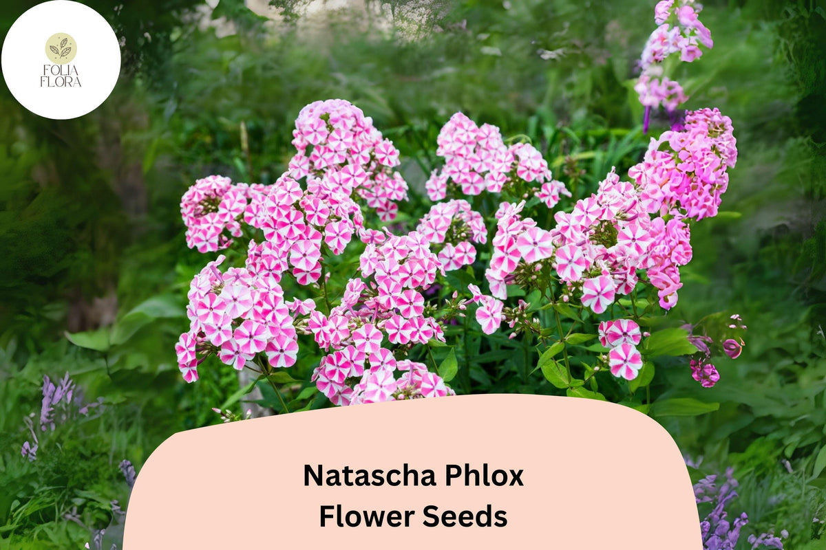 100+ Natascha Phlox Seeds – Pink & White Striped Perennial Flowers, Phlox paniculata for Borders & Cut Flowers