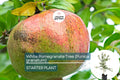 White Pomegranate Tree Live Starter Plant 12-24" | Drought-Tolerant Fruit Tree | Sweet White Arils | Punica granatum