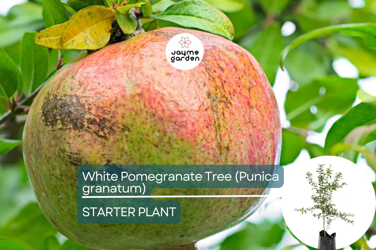 White Pomegranate Tree Live Starter Plant 12-24" | Drought-Tolerant Fruit Tree | Sweet White Arils | Punica granatum