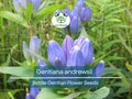 Gentiana andrewsii Seeds – 100 mg Native Bottle Gentian Wildflower for Shade Gardens & Pollinator Habitats
