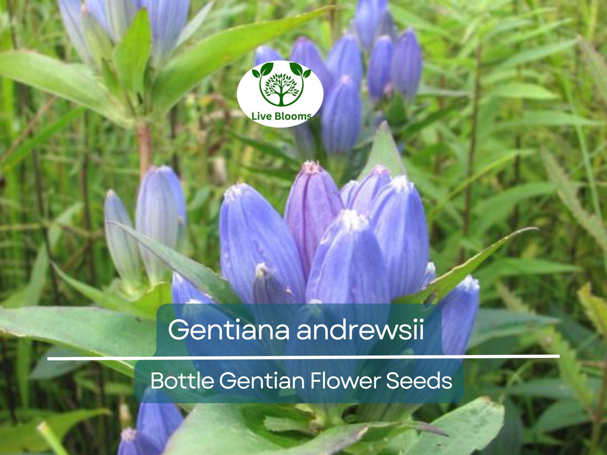 Gentiana andrewsii Seeds – 100 mg Native Bottle Gentian Wildflower for Shade Gardens & Pollinator Habitats