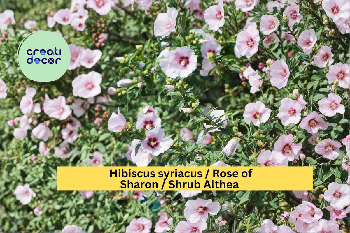 Rose of Sharon Seeds, Hibiscus syriacus, Flowering Shrub, Garden Seeds, Summer Bloom, Hardy Hibiscus, Landscape Planting, 10 Count