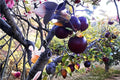 Arkansas Black Apple Tree - Heirloom Malus domestica, 2 ft Bare Root Fruit Tree for Backyard Orchard & Garden