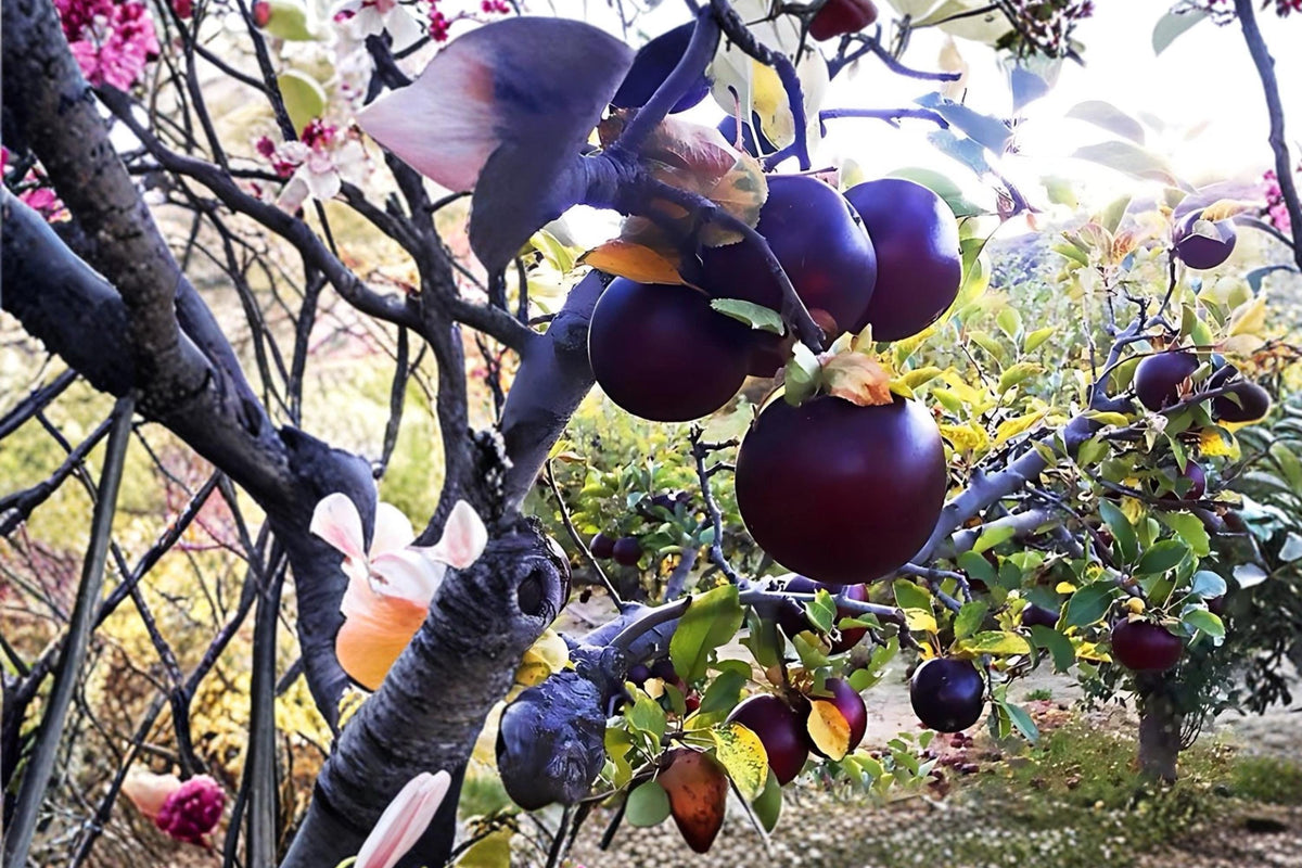 Arkansas Black Apple Tree - Heirloom Malus domestica, 2 ft Bare Root Fruit Tree for Backyard Orchard & Garden