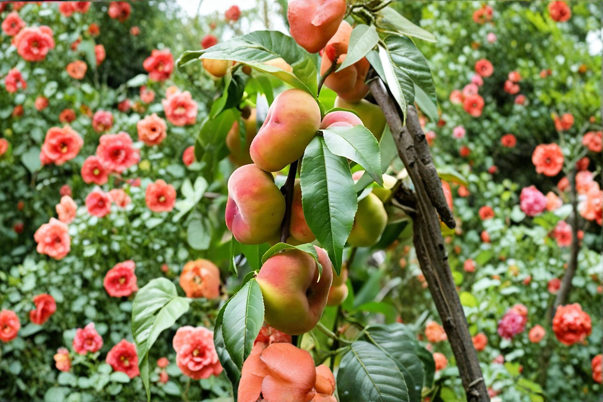 Galaxy Peach Bare Root Tree – Prunus persica, Flat Donut Peach, White Flesh, Fruit Tree, Live Plant