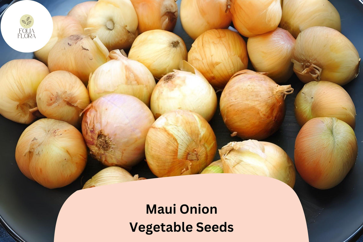 500+ Maui Onion Seeds, Sweet Allium cepa, Golden-yellow Bulbs, Mild Flavor, Garden Planting, Gourmet Cooking, Salad & Grilling