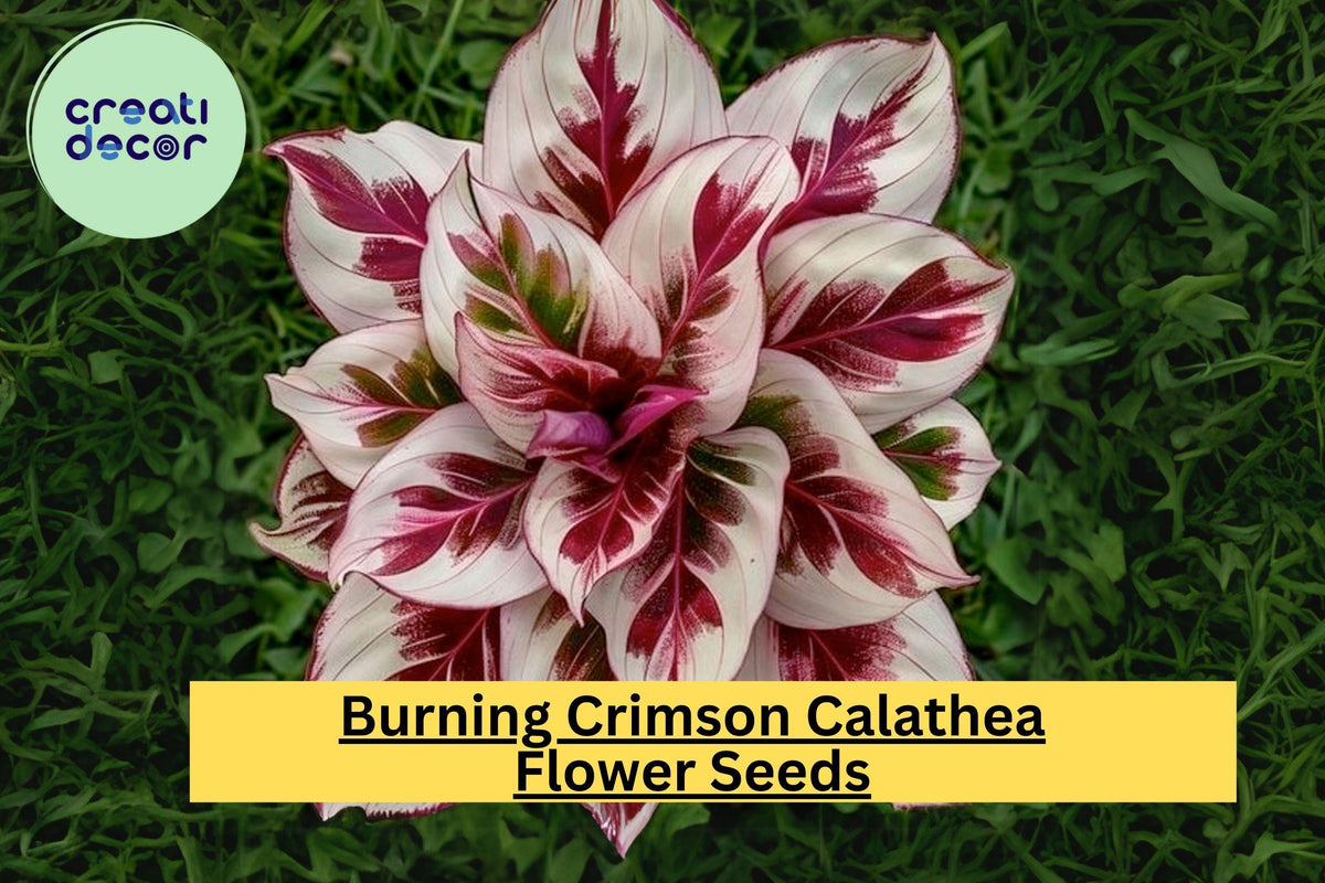 25+ Burning Crimson Calathea Seeds – Exotic Tropical Houseplant with Striking Crimson Foliage – Calathea spp.