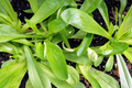 Mache Corn Salad Lettuce Seeds - Non-GMO, Organic, Valerianella locusta, Cool-Season, Heirloom, Garden Planting Seeds