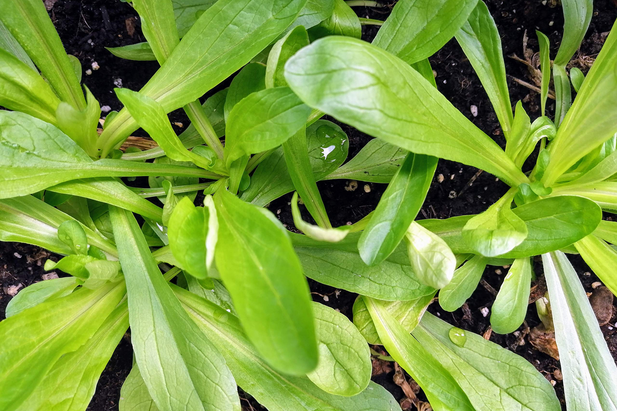 Mache Corn Salad Lettuce Seeds - Non-GMO, Organic, Valerianella locusta, Cool-Season, Heirloom, Garden Planting Seeds