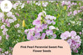 Pink Pearl Perennial Sweet Pea Seeds | Climbing Vine for Garden Trellis | Lathyrus latifolius Pink Flower Seeds