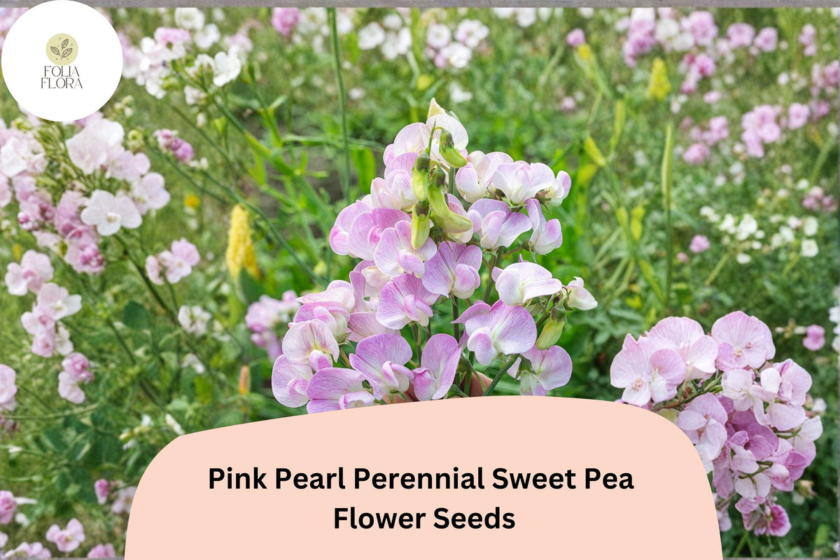 Pink Pearl Perennial Sweet Pea Seeds | Climbing Vine for Garden Trellis | Lathyrus latifolius Pink Flower Seeds