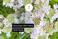 Mountain Mint Herb Seeds 30mg | Pycnanthemum spp. Aromatic Perennial for Pollinator Gardens & Medicinal Use