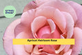 Apricot Heirloom Rose Stem Cuttings – Fragrant Vintage Garden Rose with Soft Apricot Blooms – Rosa spp.