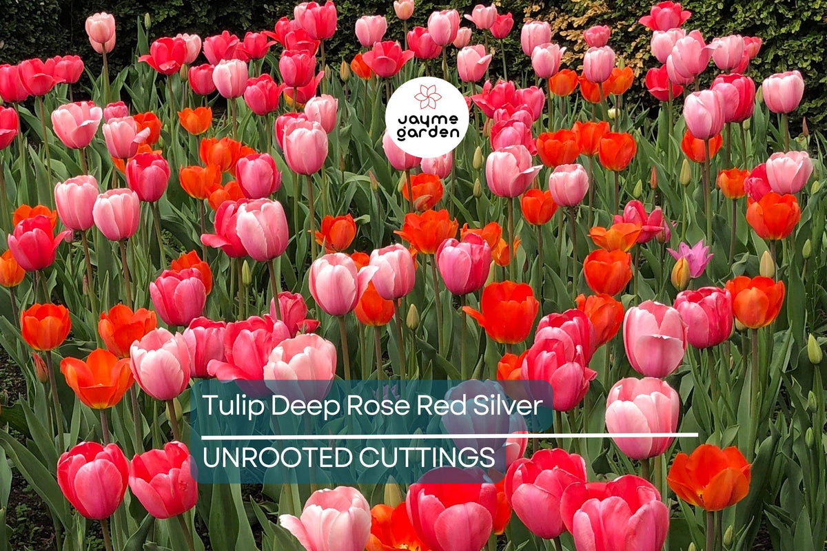 Tulip Bulbs 5 Pack - Deep Rose-Red Fragrant Tulips with Silver Sheen, Weather-Resistant, USDA Zones 3-8, Spring Blooming, Garden & Container