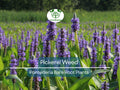 Live Pickerel Weed Plant – Native Aquatic Perennial with Large Purple Flowers – Pontederia cordata for Ponds & Wetlands
