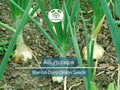 250 mg Blanco Duro Onion Seeds | Allium cepa Heirloom White Onion for Gardening & Cooking | Mild Flavor, Crisp Texture