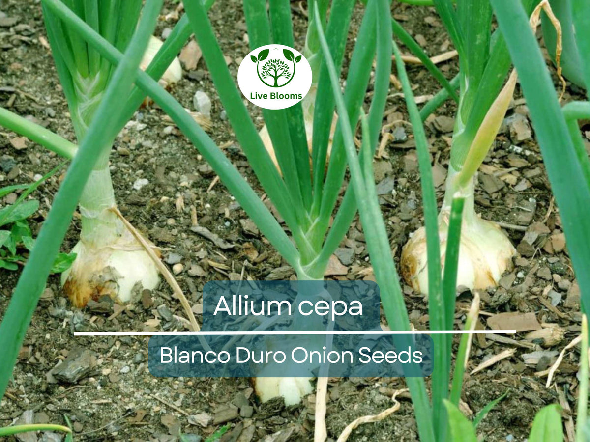 250 mg Blanco Duro Onion Seeds | Allium cepa Heirloom White Onion for Gardening & Cooking | Mild Flavor, Crisp Texture