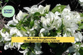 Ms. Alice Bougainvillea Starter Plant – Rare White Flowering Tropical Vine for Patio Pots & Garden Trellises – Bougainvillea glabra Hybrid