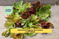 Assorted Organic Succulent Cuttings Pack | 22 Unrooted Clippings for Crafts, Pots, Terrariums | Echeveria, Sedum, Crassula