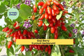 Goji Berry Cuttings | 10 Live Lycium barbarum Stem Propagation Material for Fruitful Shrubs