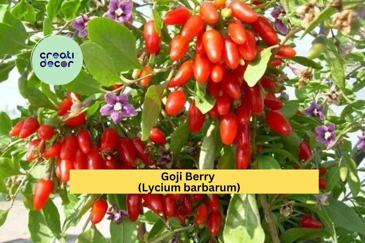 Goji Berry Cuttings | 10 Live Lycium barbarum Stem Propagation Material for Fruitful Shrubs