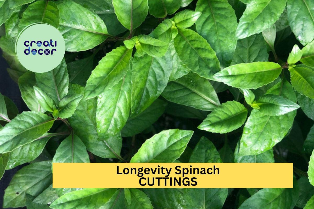 5 Longevity Spinach Cuttings – Gynura procumbens – Fresh Unrooted Stems for Easy Growing in Garden or Pot – Free Shipping – USA