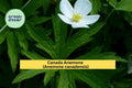 Canada Anemone Seeds – Anemone canadensis – 100 Wildflower Seeds for Pollinator Gardens & Woodland Landscaping