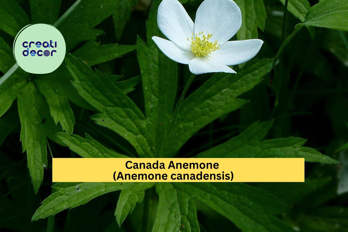 Canada Anemone Seeds – Anemone canadensis – 100 Wildflower Seeds for Pollinator Gardens & Woodland Landscaping