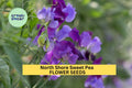 50+ North Shore Sweet Pea Seeds – Rich Violet Fragrant Blooms for Garden Planting, Climbing Vines for Trellises & Bouquets – USA